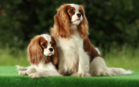 Cute Dogs - two, animals, dogs, nature