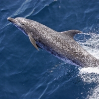 Atlantic Spotted Dolphin