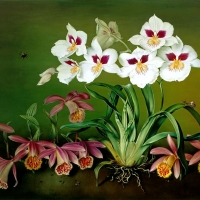 Orchids