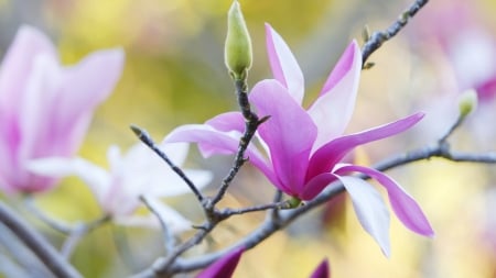 Magnolia - magnolia, spring, flower, beautiful