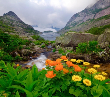 Wild flowers - nature, amazing, sea, flower