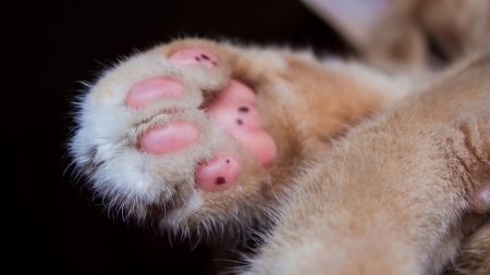 Paw - animal, pisica, paw, pink, cat