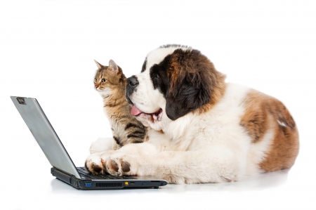 Learning - paw, laptop, cat, funny, pisica, animalpet, caine, dog, cute