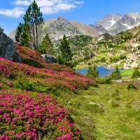 Beautiful Pyrenees