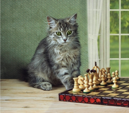 Chess player - pisica, player, animal, funny, chess, kitten, cat, daykiney