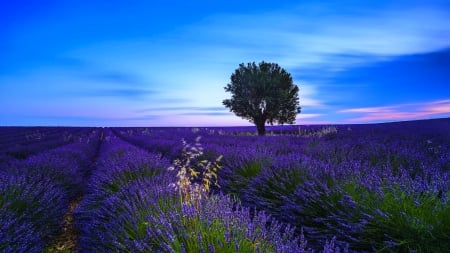 Lavender clouds - sky, landscape, summer, field, pretty, beautiful, clouds, blue, tree, lavender