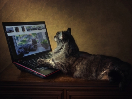 Requiem - daykniey, laptop, cat, animal, funny, pisica, daykiney