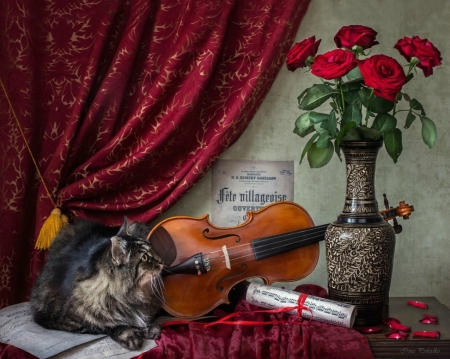 Violonist on notes - vase, violin, flower, cat, instrument, pisica, funny, red, rose, daykiney