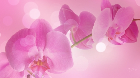 Orchids Pink