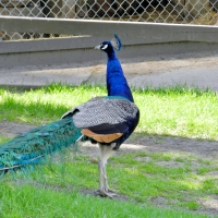 Pretty Peacock