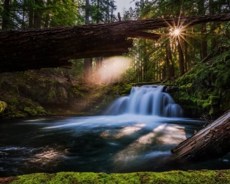 Whitehorse Falls - river, trees, nature, waterfall, forest