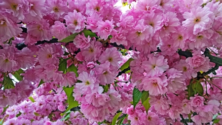 Spring Blossoms - flowers, blossoms, branches, Spring