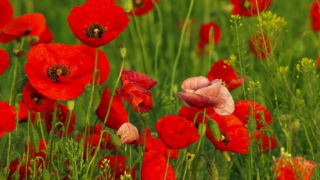 Poppy field