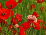 Poppy field