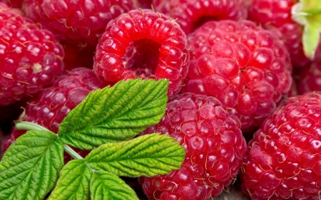 raspberry - leaf, food, raspberry, fruit