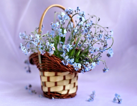 Forget me not Flowers - pretty, Basket, Flower, Nature