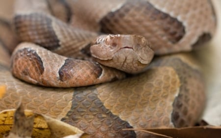 copperhead - copperhead, animal, reptile, snake