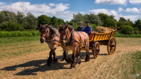 Horse and Wagon - animal, horse, farming, wagon