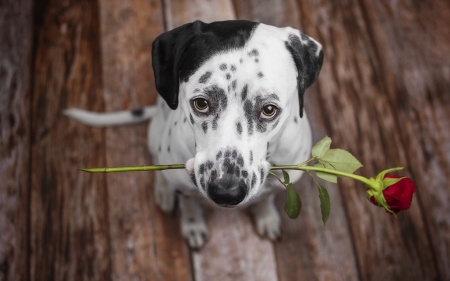 For you! - trandafir, eyes, dog, black, white, animal, valentine, rose, cute, caine