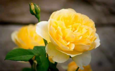 Yellow Rose - rose, yellow, nature, garden