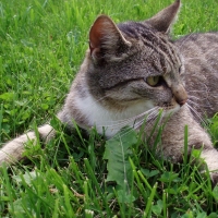 Cat Hugs the Ground