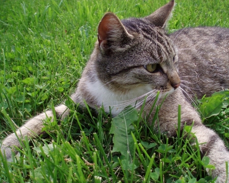 Cat Hugs the Ground - animal, ground, cat, hugs, grass