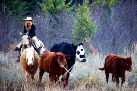 Range Rover . . - style, girls, western, women, cows, hats, ranch, outdoors, horses, herd, cowgirl, fun, cattle, female, boots, blondes