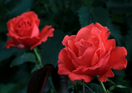 Red Rose - rose, flower, red, two