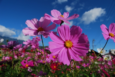 Purple Cosmos - nature, purple, clouds, flowers, cosmos