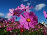 Purple Cosmos