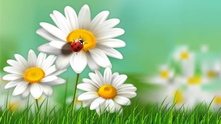 Charming Ladybug Chamomile