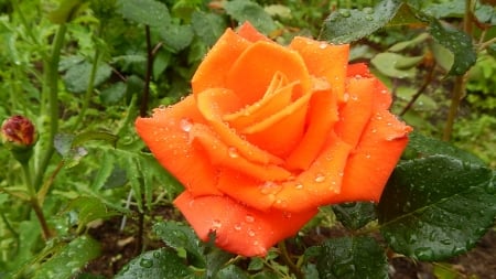 Garden Beauty - blossom, plants, rose, orange, petals