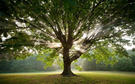 Tree - tree, nature, sunbeams, grass