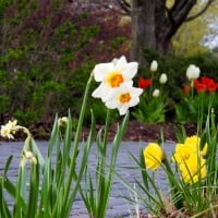 Spring Flowers