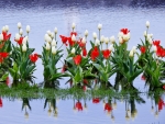 Reflections Of Tulips