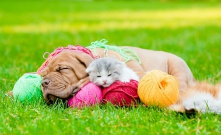 A Day In The Life Of Playtime Buddies - kitten, dog, grass, puppy, yarn, cat