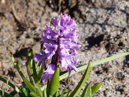 Spring - hyacinth, soil, flower, spring, blue