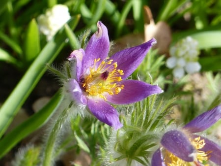 Pasque flower - spring, pasque-flower, blue, garden