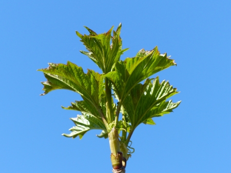 Springtime - garden, sky, green leaf, spring, tree, blue