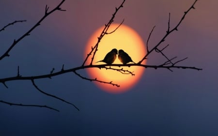 Love Birds