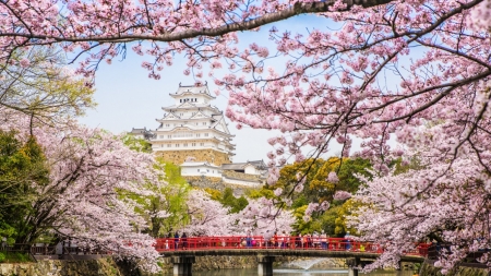 Sakura Dream - japan, pink, spring, bridge, sakura, cherry blossom, scenery, castle, japanese, nature