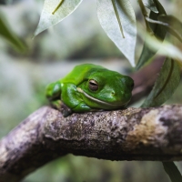 Green Frog