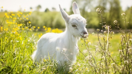 White Goat - white, animals, cute, goat