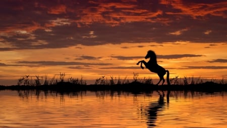 Beautiful Sky - sky, horse, animals, nature