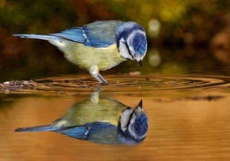 Cute Bird - reflection, water, animal, cute, bird