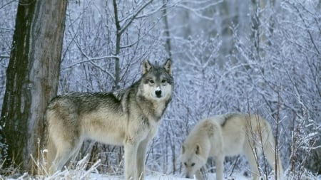 Winter Wolves - forest, wolves, animal, winter, trees, snow