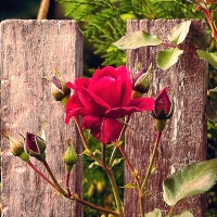 Red Rose at the Fence