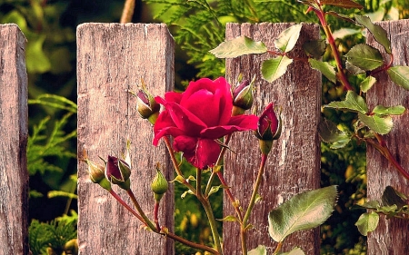 Red Rose at the Fence - red, flower, rose, pretty