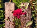 Red Rose at the Fence