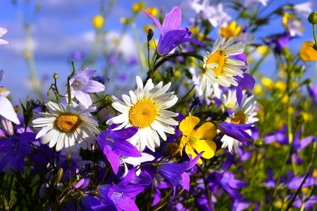 Pretty Daisies and Wildflowers - nature, pretty, wildflower, daisy